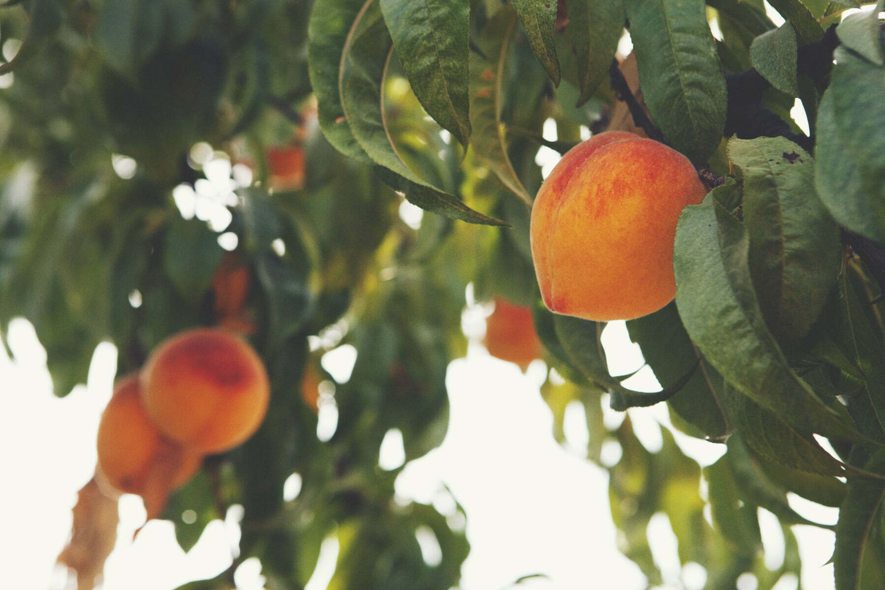 Peach Jam, Food&_ | Kate Weybret